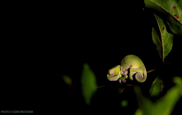 Chameleon spotted during a game drive supplied by Sean Messham