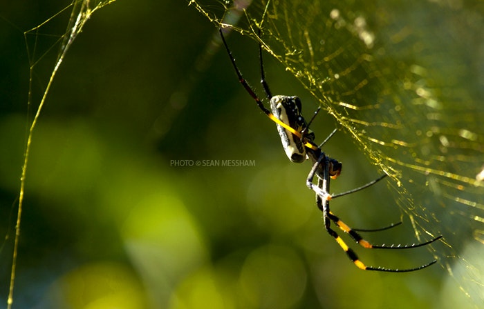 Golden Orb Spider supplied by Sean Messham