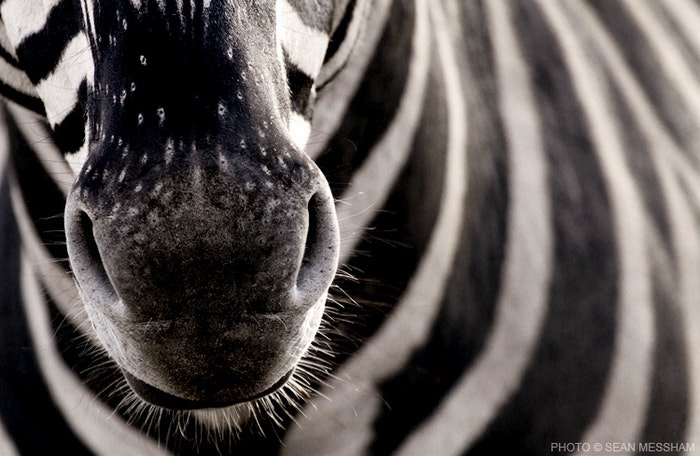 A close up of a zebra's stripes supplied by Sean Messham 