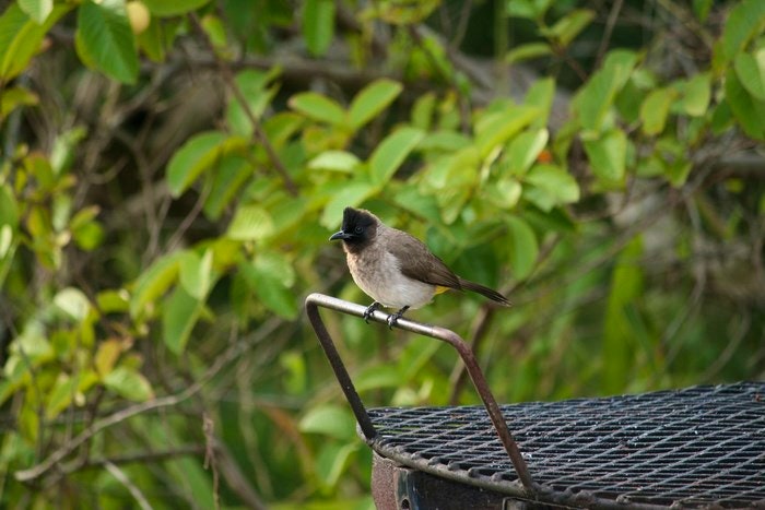 Bird on a braai by confluence (Flickr)
