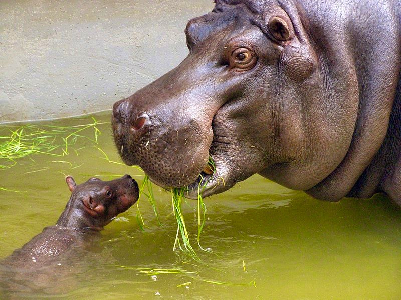 Mother_and_very_small_baby_hippo by David Fraser (Creative Commons)